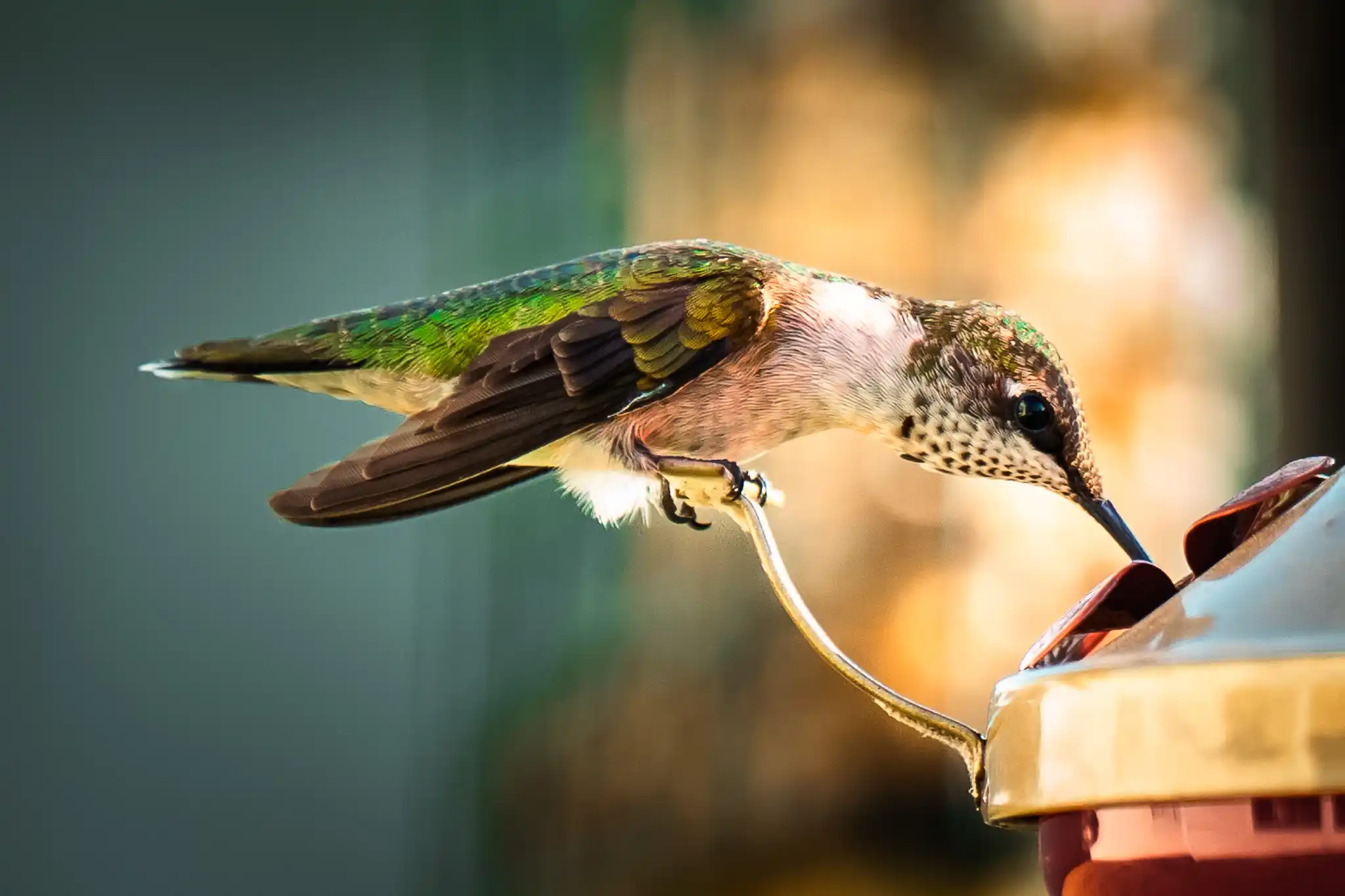 Hummingbird photo in the Waterfalls gallery
