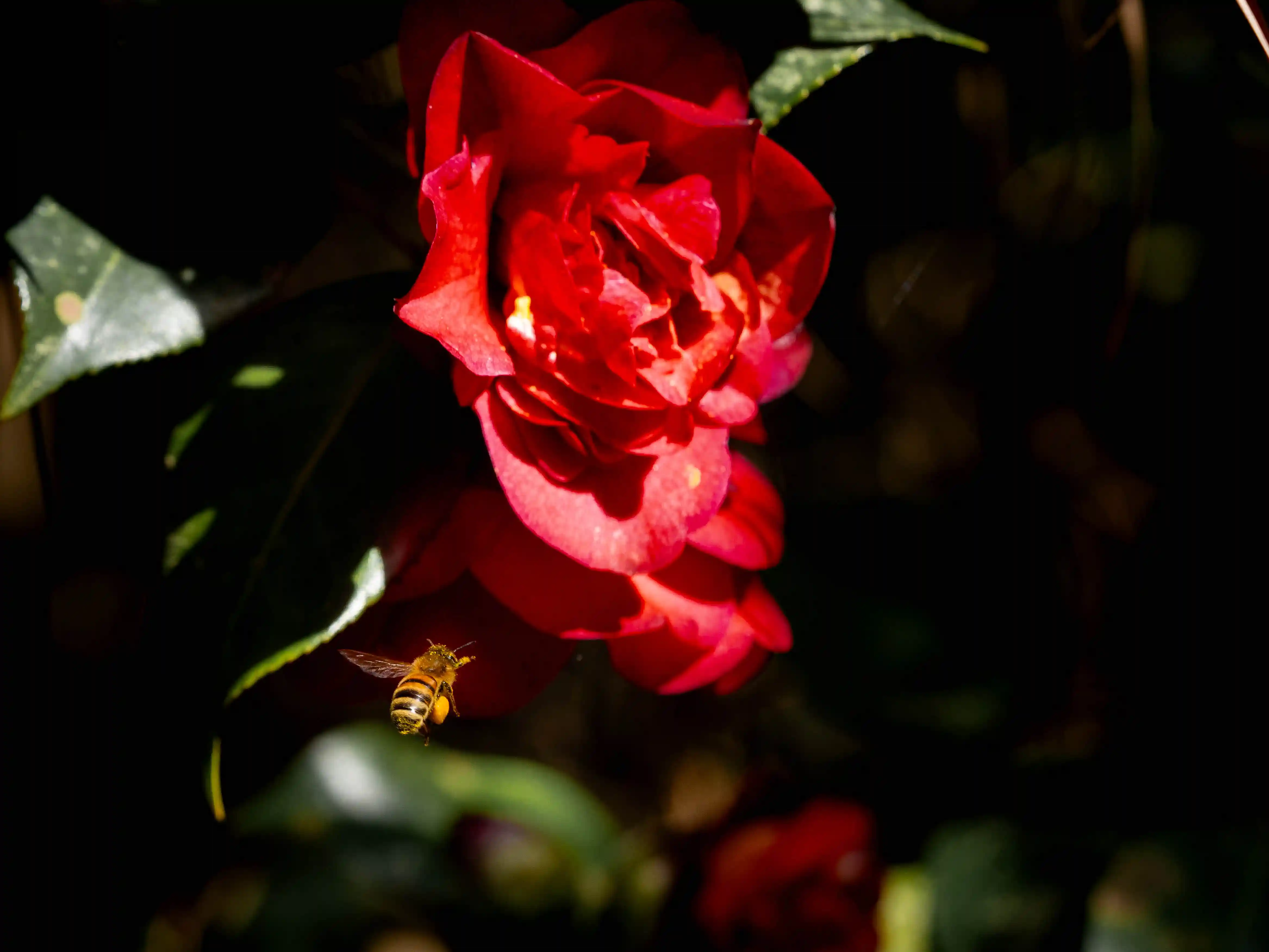 Masse Lane Gardens photo in the Waterfalls gallery